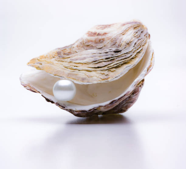istock Pearl in an oyster isolated on a white background 1363452701