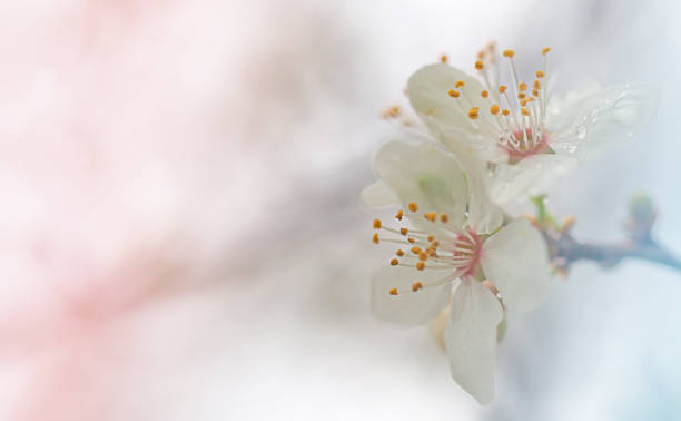 istock white cherry blossoms, spring concept, freshness, purity, abstract macrography of nature with blurred background and free space for text 1363453244