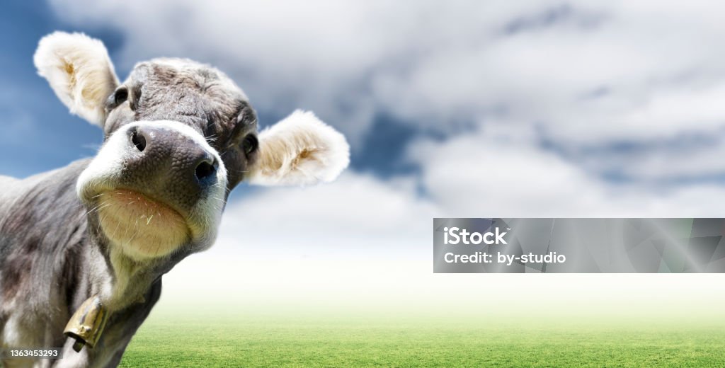 Young cow in a pasture looks directly into the camera Humor Stock Photo