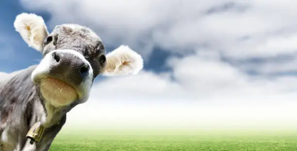 Photo of Young cow in a pasture looks directly into the camera