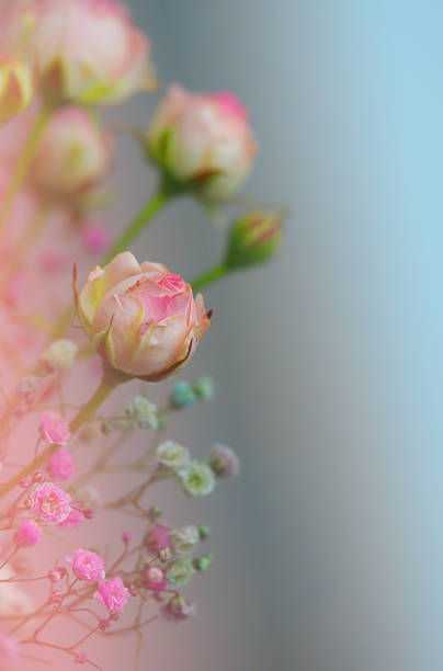 istock White roses and chrysanthemums on a white background. Bride's bouquet. background. Soft pastel colors. Background for postcards, invitations, and greetings. 1363453448