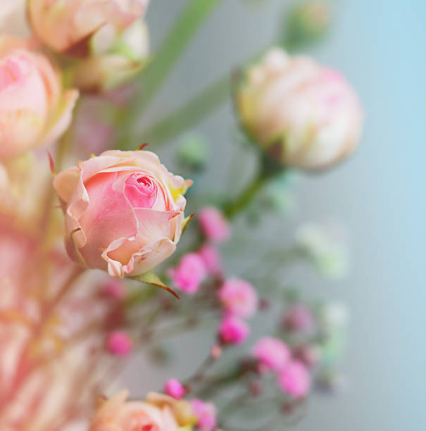 istock White roses and chrysanthemums on a white background. Bride's bouquet. background. Soft pastel colors. Background for postcards, invitations, and greetings. 1363453475