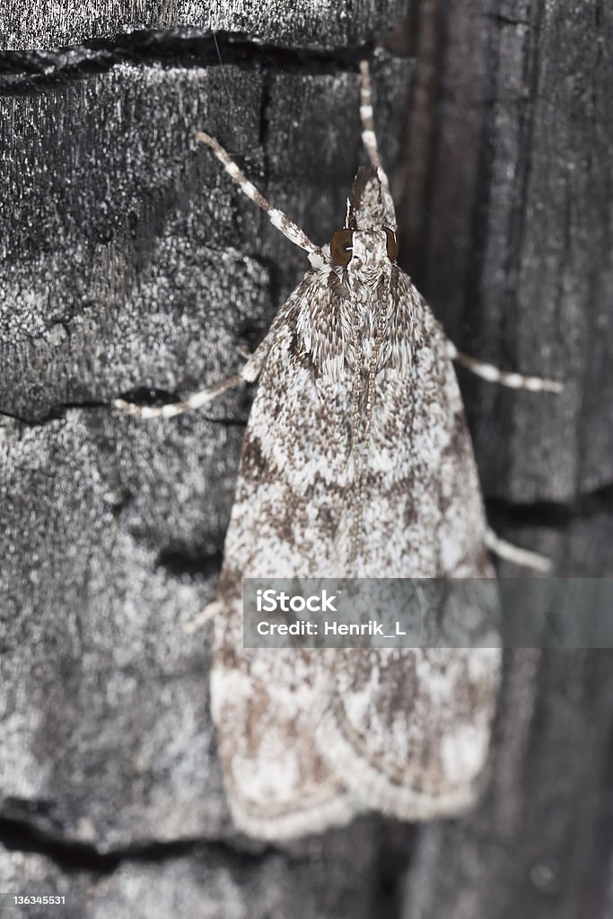 Mariposa pequeno, sentada na árvore, fotografia macro - Foto de stock de Animal royalty-free