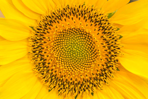 A sunflower seed head with fibonacci spirals A sunflower seed head with fibonacci spirals full frame background sunflower star stock pictures, royalty-free photos & images