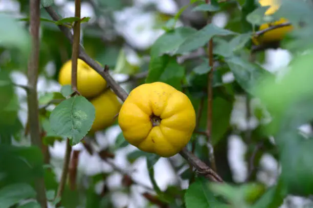 Japanese Flowering Quince fruit - Latin name - Chaenomeles japonica