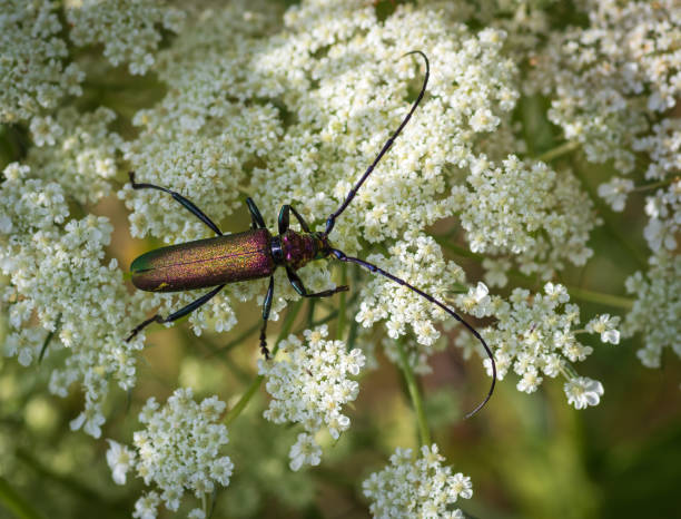 istock Shiny musk beetle sitting on white wild carrot flower 1363458880