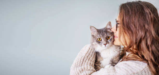 młoda wesoła kręcona dziewczyna trzymająca w ramionach pięknego szarego puszystego kota - white domestic cat kitten young animal zdjęcia i obrazy z banku zdjęć
