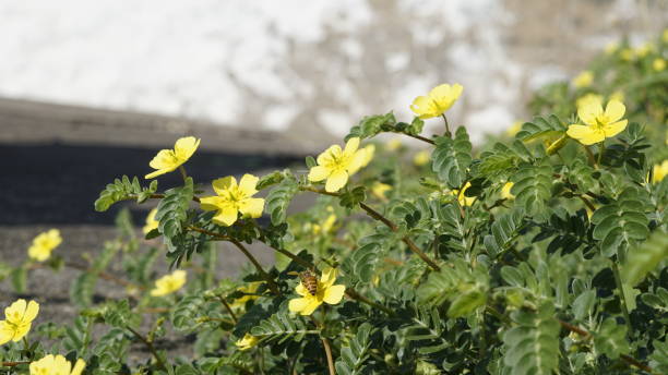 Tribulus terrestris also known as Caltrop, Tribulus, Catshead, Common dubbletjie, Puncturevine, Goat head, Devils thorn, Devils weed, Small caltrops, Caltrops, Land calotrops, Calthrop, Devils eyelashes, Devils thorn, Intolofiyane, Isihlabamakhondlwane, Isihoho, Mexican sandbur, Texas sandbur, Bullhead, Goathead, Puncture vine, Burnut, Mexican sandburr, Texas sandburr, Devils weed, Land caltrop, Cats Head, Devils-Thorn, Devils-Weed, Goats Head, Land caltrops, Puncture Plant, Puncture vine tribulus terrestris también conocido como caltrop, tribulus, catshead, dubbletjie común, puncturevine, cabeza de cabra, espina del diablo, hierba del diablo, caltrops pequeños, caltrops, calotrops terrestres, calthrop, pestañas del diablo, espina del d