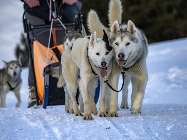 istock Sled dog in snowy mountains 1363464453