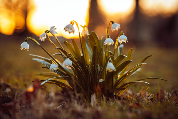 White spring snowflake flowers in sunset light, also known as Leucojum vernum. White spring snowflake flowers in sunset light, also known as Leucojum vernum. Blurred background. Selective focus. leucojum vernum stock pictures, royalty-free photos & images