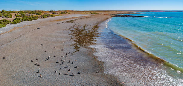 Panoramic view over Magellanic penguin rookery at the Atlantic ocean shore, Punta Tombo, Patagonia, Argentina. Panoramic view over Magellanic penguin rookery at the Atlantic ocean shore, Punta Tombo, Patagonia, Argentina punta tombo stock pictures, royalty-free photos & images