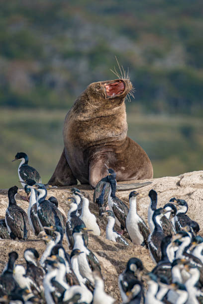 leão-marinho sul-americano de cabelo grande e torre do rei cormorants nas ilhas do canal de beagle na patagônia, perto de ushuaia, argentina - flightless bird water bird gentoo penguin penguin - fotografias e filmes do acervo