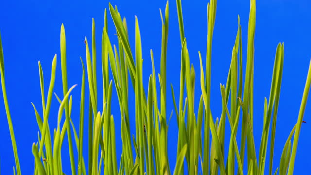 Wheat grows and rotating from the earth in blue background, time lapse video 4K resolution clip.