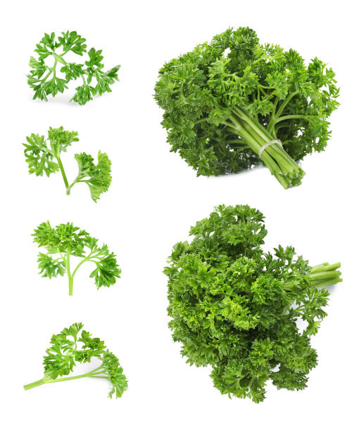 istock Set of green curly parsley on white background 1363468096