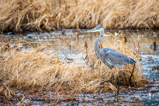 istock Great blue heron in swamp 1363468108