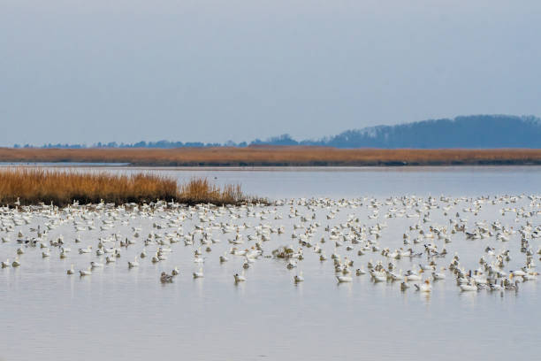 istock Flock of snow geese in water 1363468110