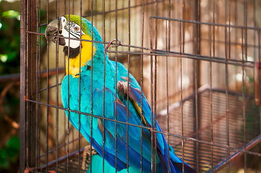 Close up of a Blue-and-yellow macaw parrot (Ara chloropterus) in zoo.