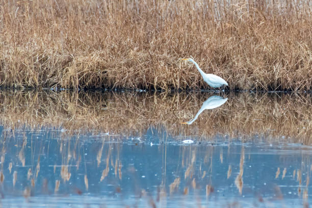 istock Egrets wading in swamp 1363468156