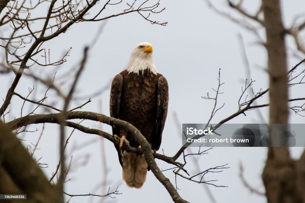 Eagle Tree Bald Eagle Perched In Tree Stock Photo - Download Image Now - Animal ...