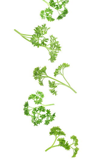 Fresh green curly parsley falling on white background