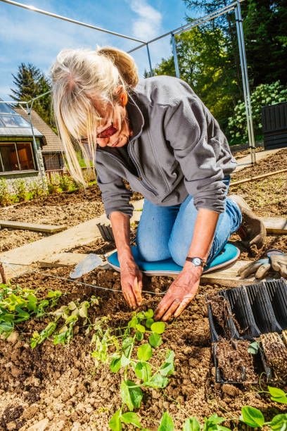 istock Woman planting Green Pea seedlings 1363468575