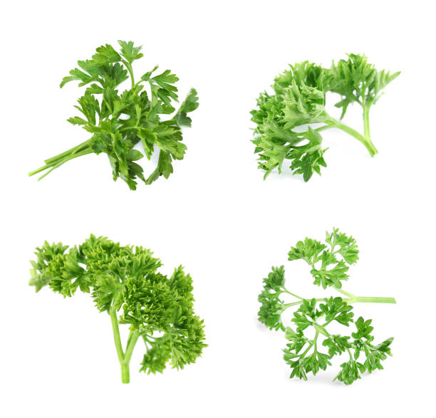 istock Set of green curly parsley on white background 1363469148
