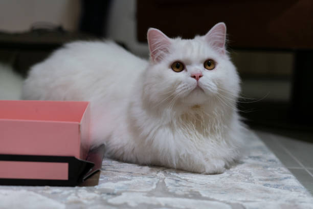 istock White chinchilla persian cat looking. White cat fluffy fur 1363469444