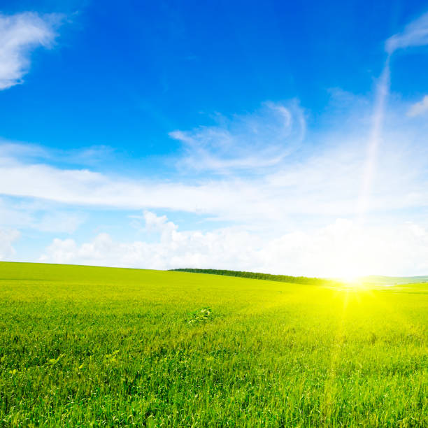 istock Ripe wheat at sunset. Landscape. 1363469686