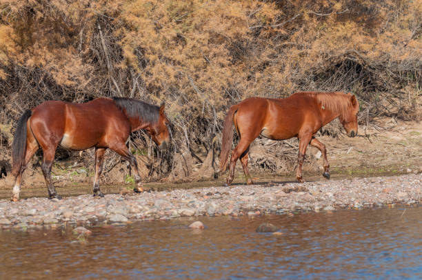 istock Wild Horses on the Salt River Arizona 1363469691