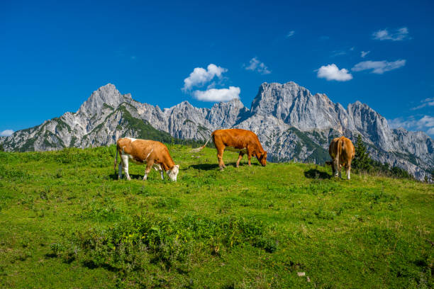 paysage de montagne idyllique avec des vaches sur une prairie alpine verdoyante en face du reiter steinberge dans le magnifique salzburger land, autriche, europe - tirol north tirol hut austria photos et images de collection