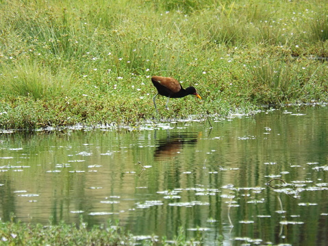 Bird lives in wetlands, streams, lakes, from Brazil, Argentina, Venezuela, Panama, Uruguay,