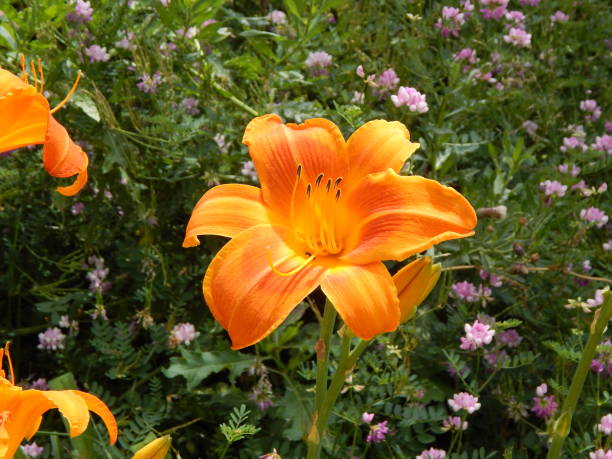 istock Vibrant Day  Lily with a small bee. 1363470997