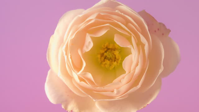 White rose flower blooming on pink background a time lapse 4k video.