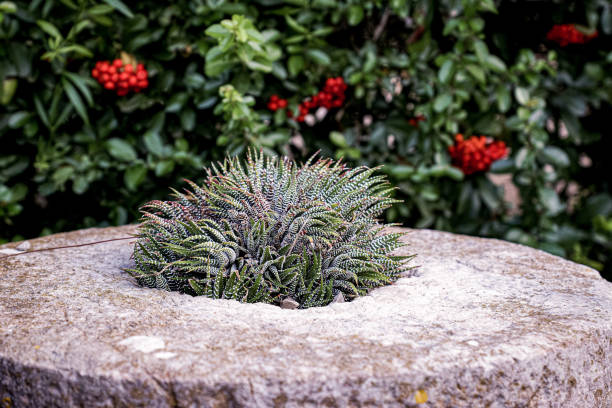 Haworthie planted in a large stone outdoors