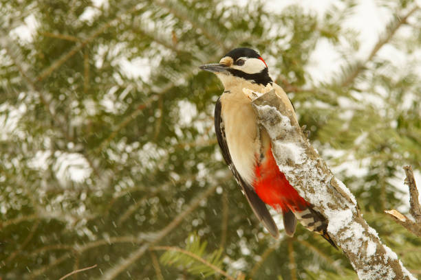 Great Spotted Woodpecker, Dendrocopos major Great Spotted Woodpecker, Dendrocopos major dendrocopos major great spotted woodpecker in the snow stock pictures, royalty-free photos & images