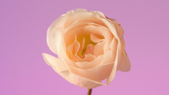 White rose flower blooming on pink background a time lapse 4k video.