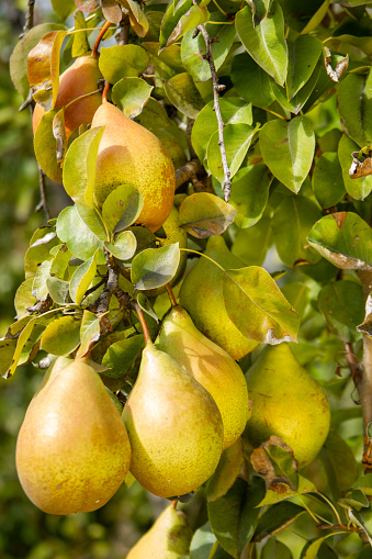 Many ripe pears on the tree in the orchard at summertime
