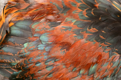 Chicken feathers color palette