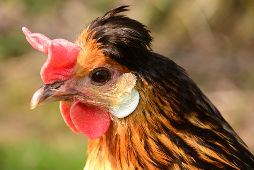 Dutch Bantam hen in close-up and profile view in a green background.