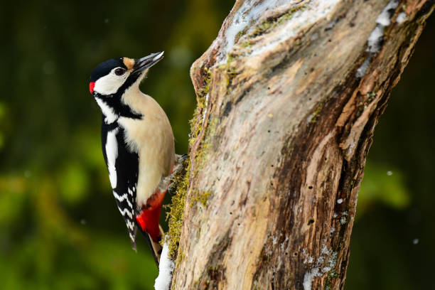 Great Spotted Woodpecker, Dendrocopos major Great Spotted Woodpecker, Dendrocopos major dendrocopos major great spotted woodpecker in the snow stock pictures, royalty-free photos & images