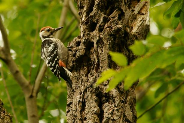 istock White-backed Woodpecker, Dendrocopos leucotos 1363472308