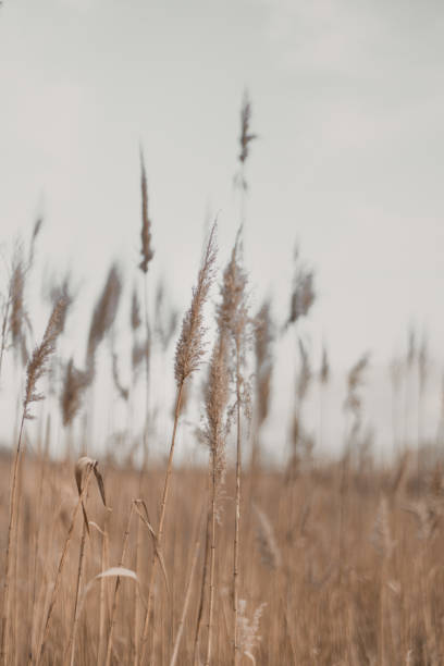 istock Beautiful natural landscape with dry flowers of the pampas grass moving in the wind. 1363473147