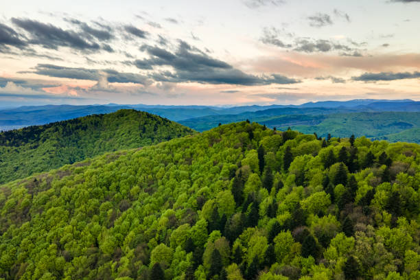 istock Aerial view of dark mountain hills covered with green mixed pine and lush forest in evening. 1363473227