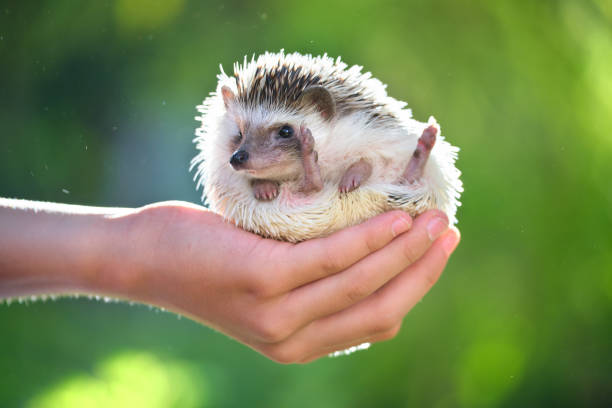 istock Human hands holding little african hedgehog pet outdoors on summer day. Keeping domestic animals and caring for pets concept. 1363473234