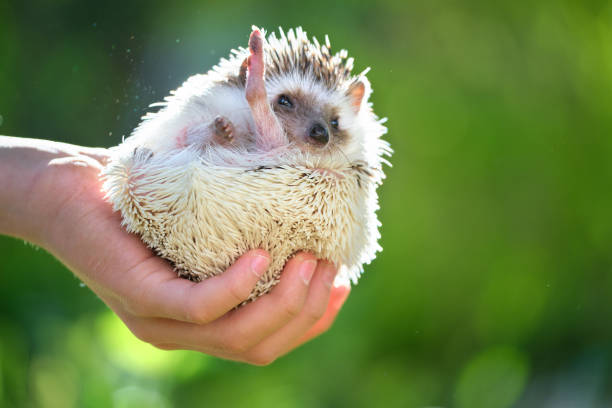 istock Human hands holding little african hedgehog pet outdoors on summer day. Keeping domestic animals and caring for pets concept. 1363473238
