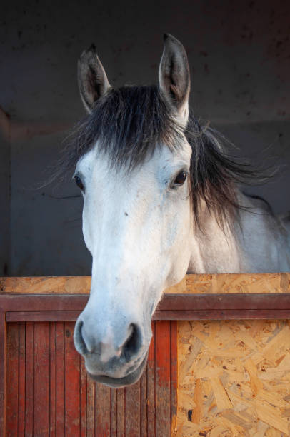 istock Horse in the stable with heads outside 1363474401