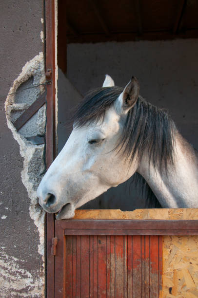 istock Horse in the stable with heads outside 1363474425