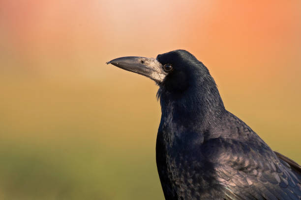 istock A close-up portrait of a rook (Corvus frugilegus). 1363474572