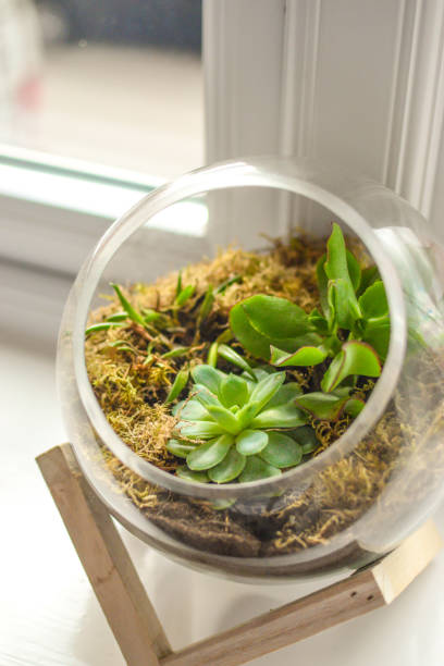 istock Succulent modern plant glass bowl plant pot 1363476921
