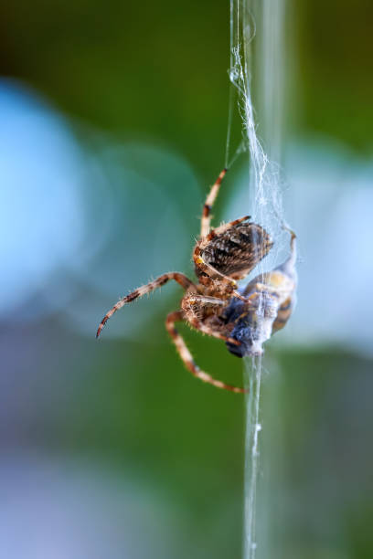istock European garden spider with wasps in the web (Araneus diadematus). 1363477181